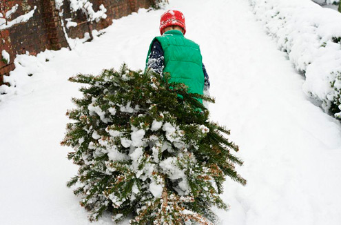 Как убрать новогоднюю елку без мусора