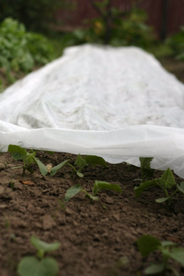 Укрывной материал ПРОФИ-30, ширина 3,2 м, белый (300 п.м рулон) купить в отделе магазина Экономстрой