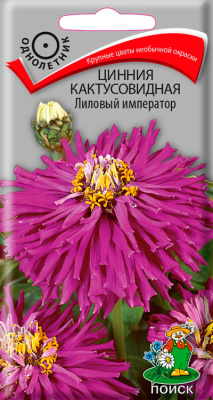 Семена Цинния кактусовидная Лиловый император, 0,4 гр.