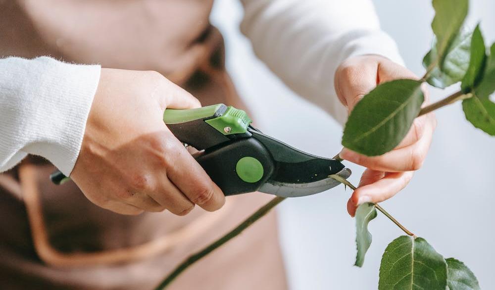 Инструменты для обрезки деревьев и кустарников