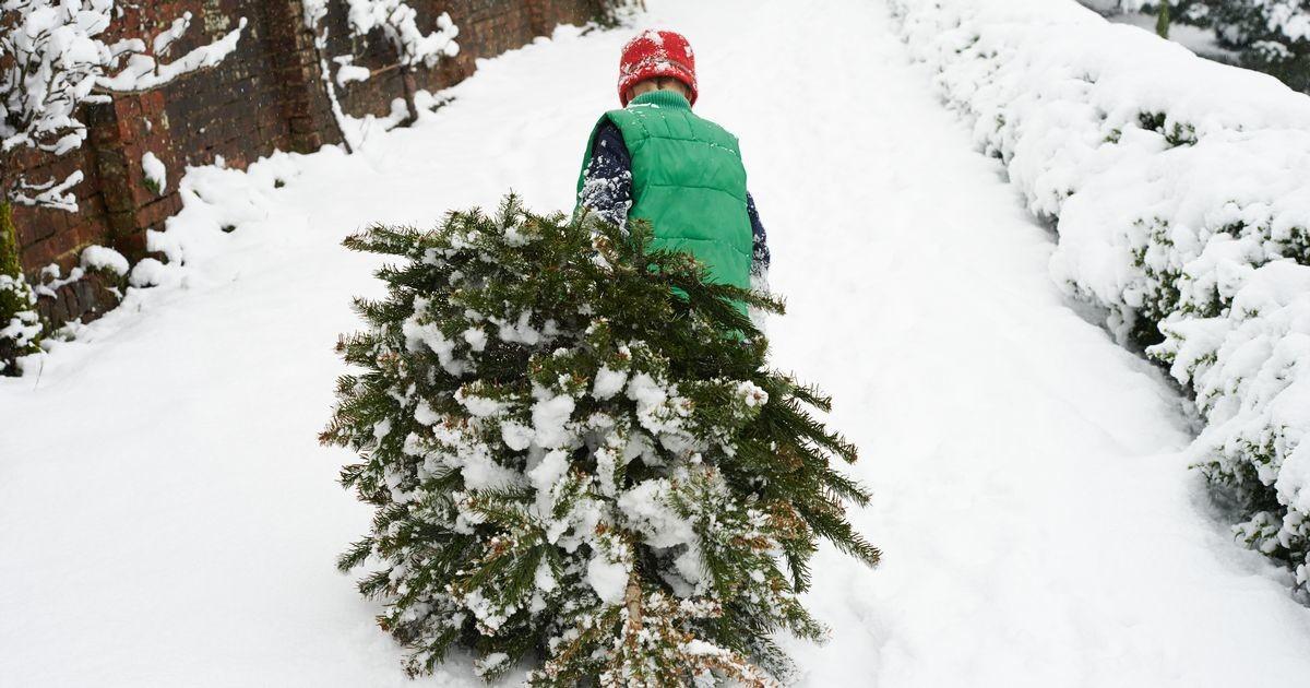 Как убрать новогоднюю елку без мусора?