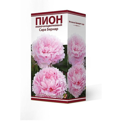 Пион травянистый молочноцветковый Сара Бернар, 1 шт