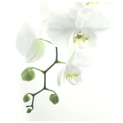 Штора для ванн Bacchetta Orchidea, 180х200 см