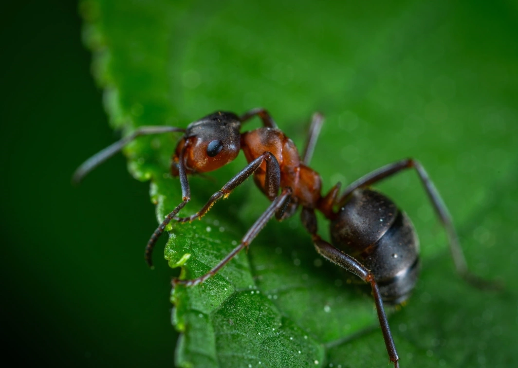 Средства для борьбы с муравьями
