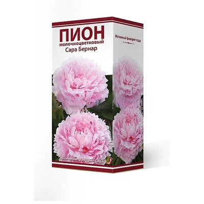 Пион травянистый молочноцветковый Сара Бернар, 1 шт