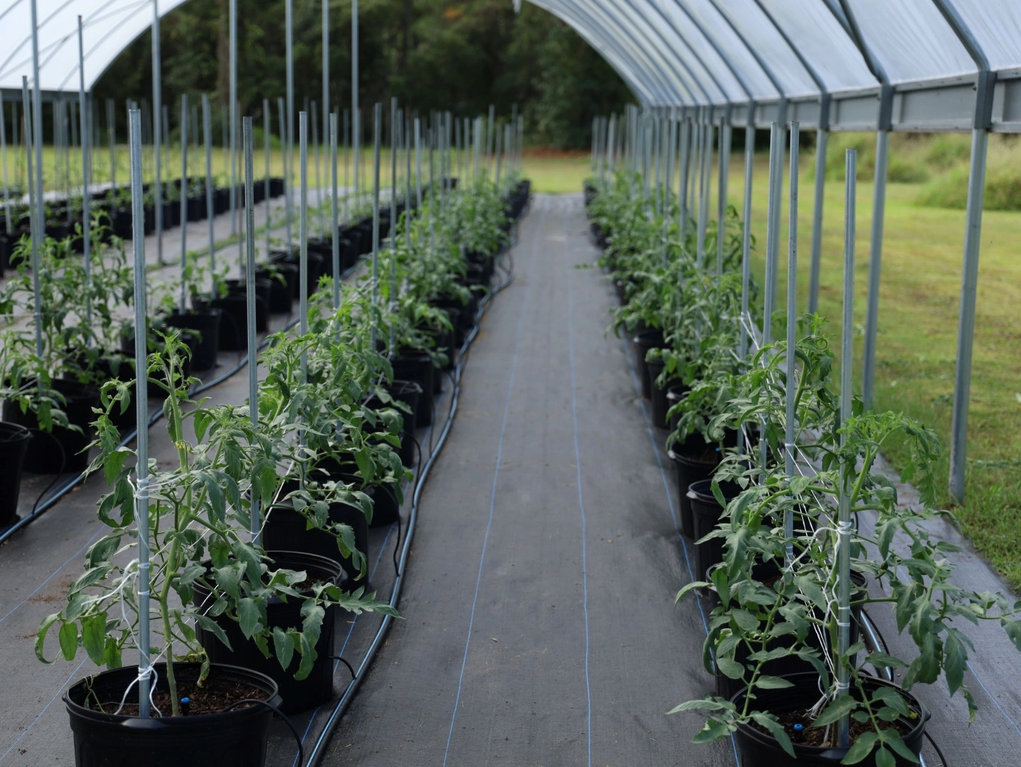 Удобрение Слокс-эко для подкормки и защиты растений от вредителей